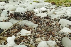 Charadrius pecuarius