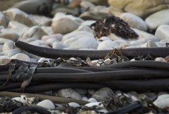 Charadrius pecuarius