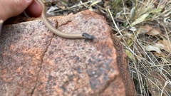 Aparallactus capensis