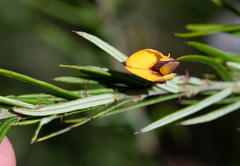 Bossiaea rosmarinifolia