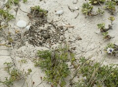 Charadrius pecuarius