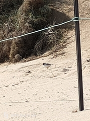 Thinornis cucullatus