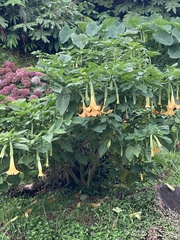 Brugmansia