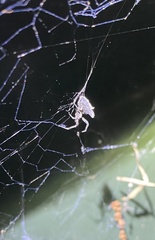 Philoponella congregabilis