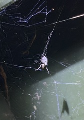 Philoponella congregabilis