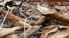 Aparallactus capensis