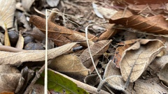 Aparallactus capensis