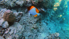 Hemitaurichthys polylepis