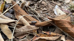 Aparallactus capensis