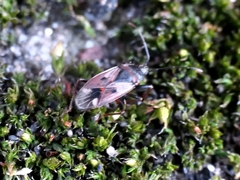Eremocoris abietis