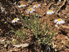 Brachyscome dentata