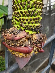 Musa × paradisiaca