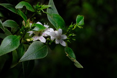 Myoporum petiolatum