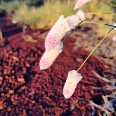 Ptilotus calostachyus