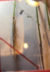 Mesomelaena graciliceps