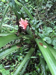 Aechmea distichantha