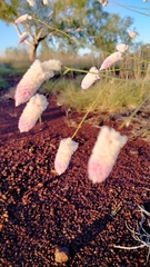 Ptilotus calostachyus