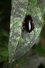 Eurycotis blattoides
