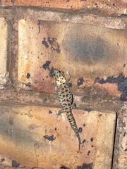 Pachydactylus affinis