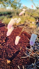 Ptilotus calostachyus