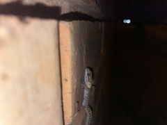 Pachydactylus affinis