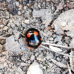 Paropsides soriculata