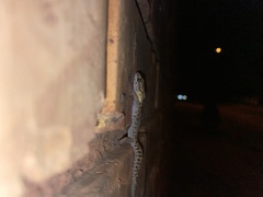 Pachydactylus affinis