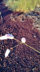 Ptilotus calostachyus