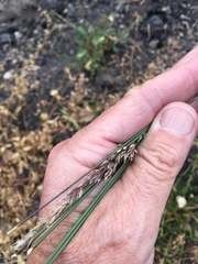 Melica imperfecta
