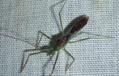 Zelus umbraculoides