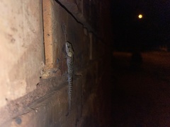 Pachydactylus affinis