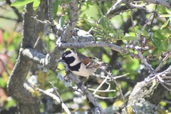 Passer melanurus melanurus