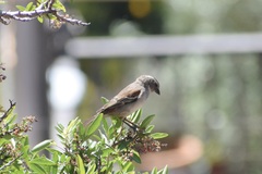 Passer melanurus melanurus