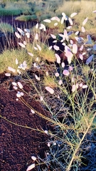 Ptilotus calostachyus