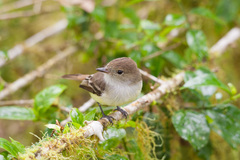 Myiarchus magnirostris