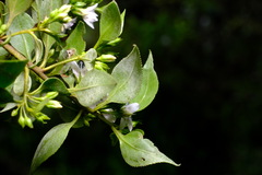 Myoporum petiolatum