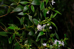 Myoporum petiolatum