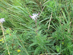Lactuca sibirica