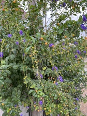 Duranta erecta
