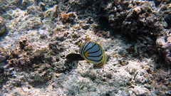 Chaetodon meyeri