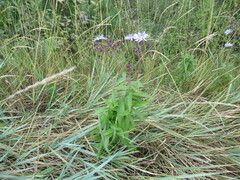 Lactuca sibirica