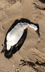 Phalacrocorax fuscescens