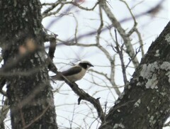 Eurocephalus anguitimens