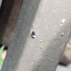 Lygodactylus capensis