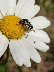 Oxythyrea marginalis