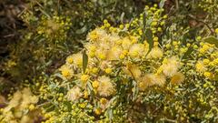 Acacia victoriae