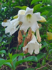 Beaumontiinae