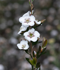 Leptospermum turbinatum