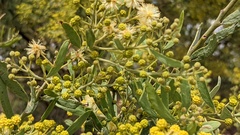 Acacia victoriae
