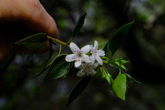 Myoporum petiolatum